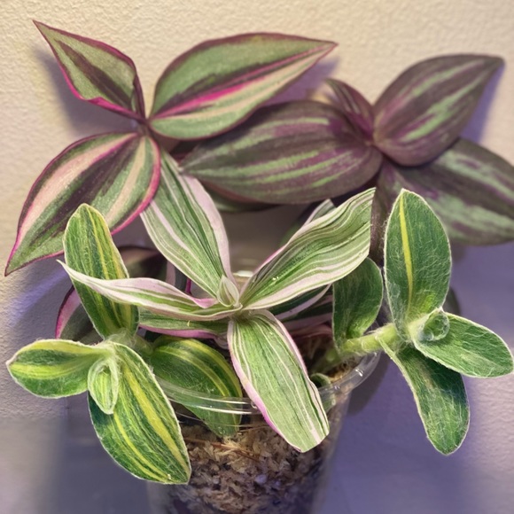 Rare tradescantia -pink dragon, variegated sillamontana, Evanesce, quadricolor - Picture 5 of 8